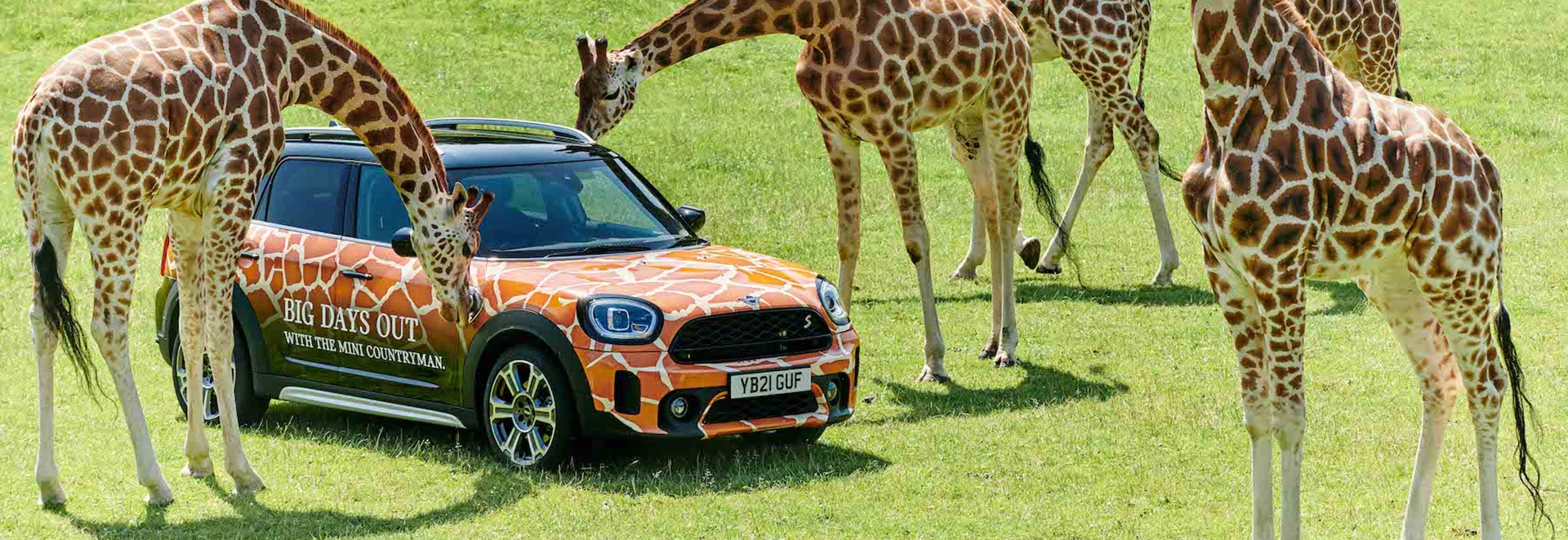 Mini joins forces with Longleat safari park 